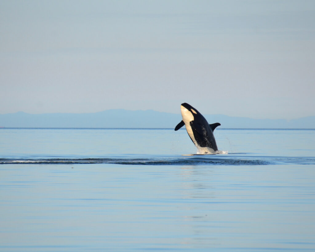 J19 named Shachi. A Member Of J-pod Of The Endangered Southern Resident Killer Whale Community