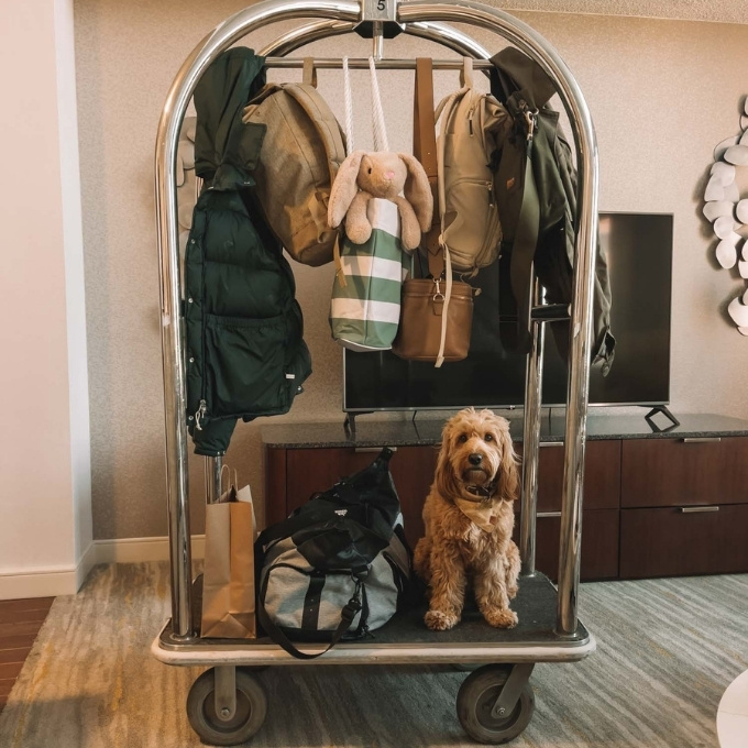 Traveling with a pet