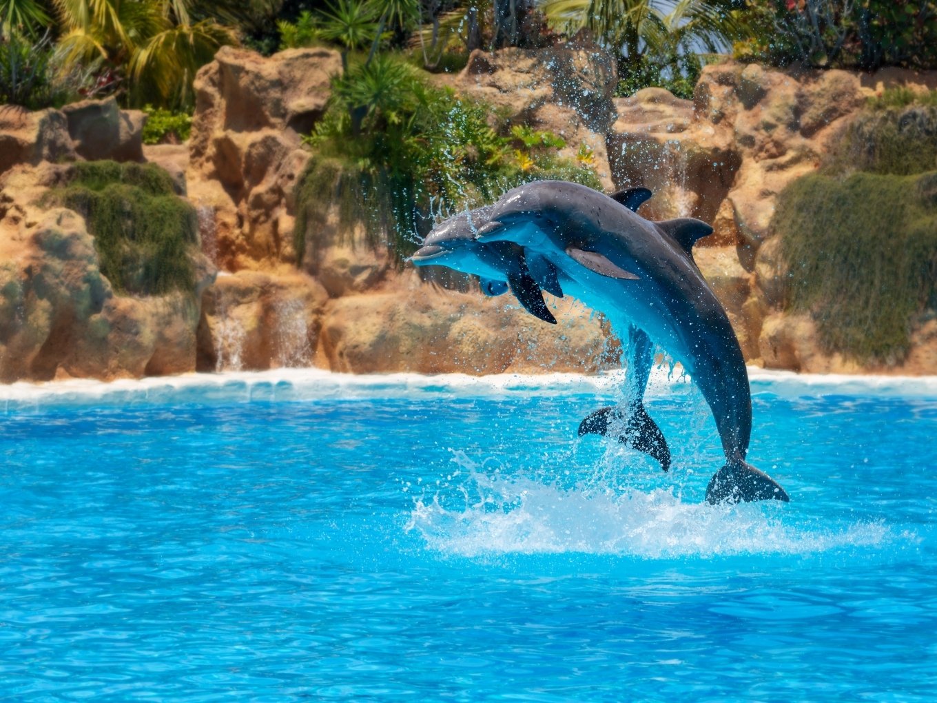 Sea Life Park | Oahu