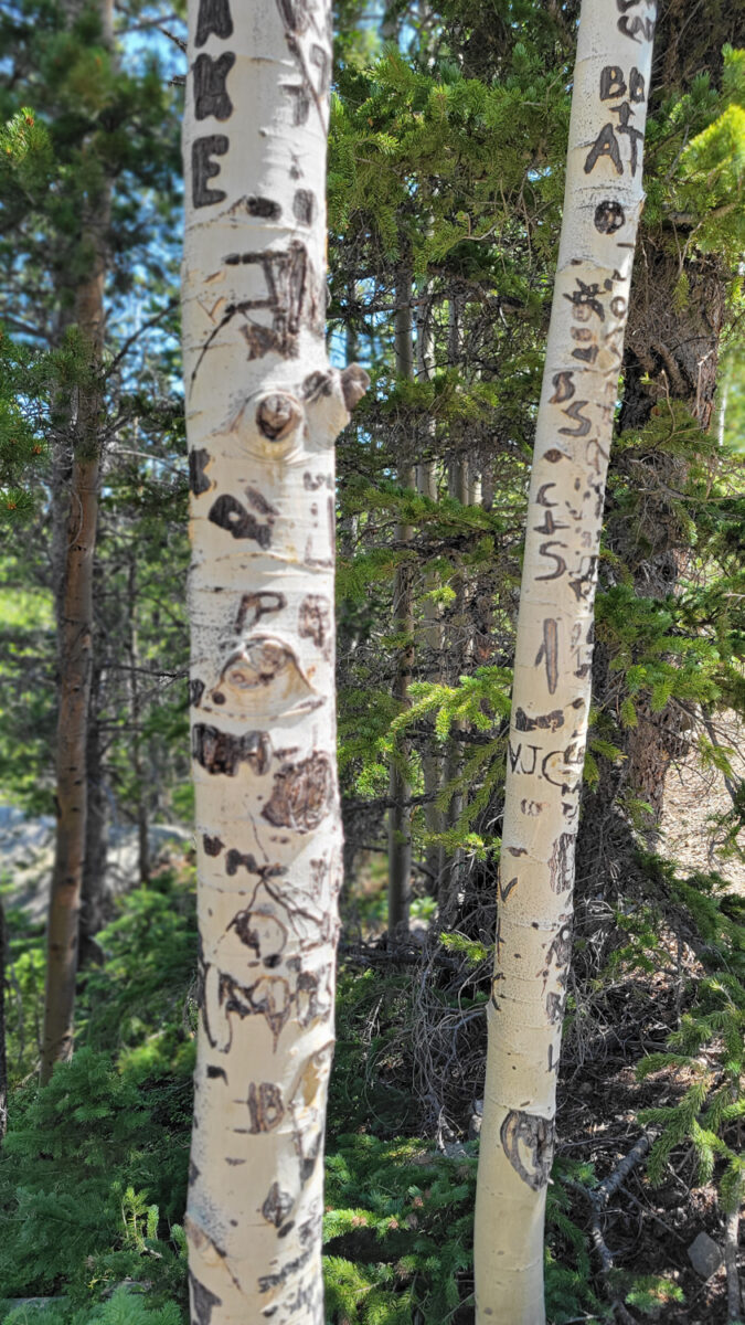 Vandalizing trees in national parks