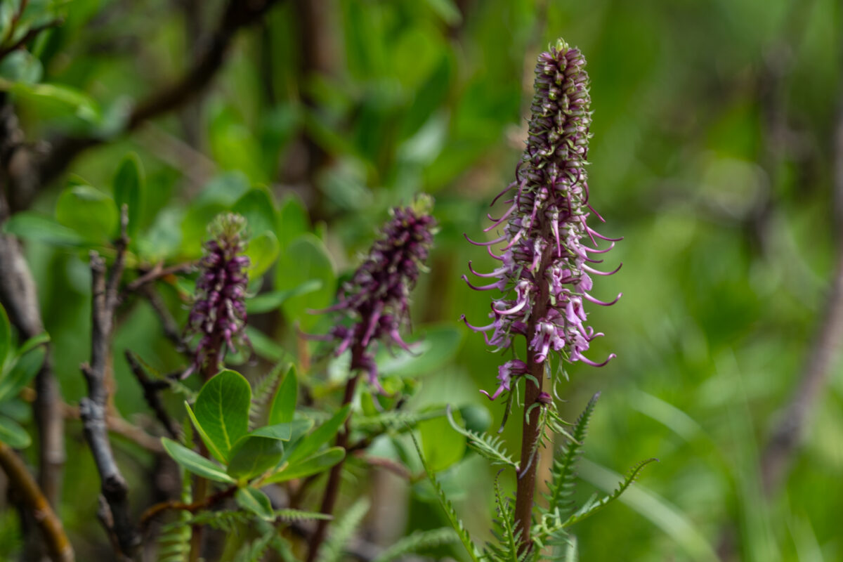 high alpine plants rmnp