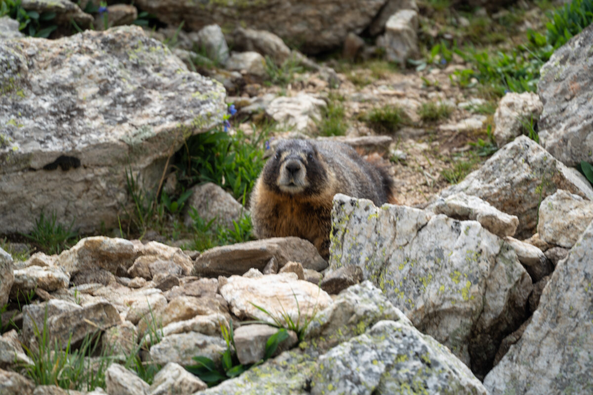 Ute trail hike rocky mountain national park